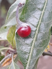 Solanum nitidum