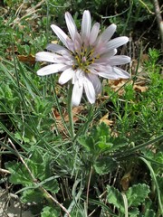 Tragopogon pterodes