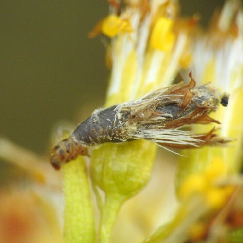 Schinia photographed on goldenrod