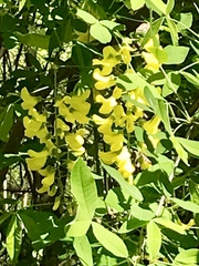 Laburnum