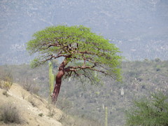 Bursera morelensis