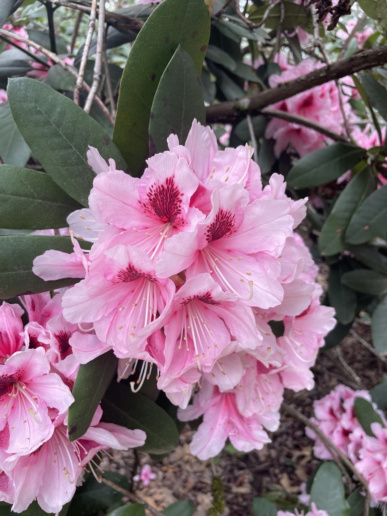 rhododendrons and azaleas from Willamette University,