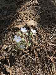 Nemophila menziesii