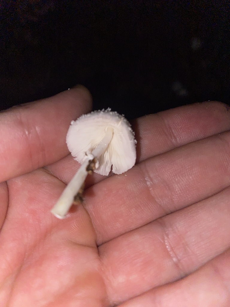 Leucocoprinus cepistipes · March 2024 · photo: © carancho (iNaturalist, cc-by)
