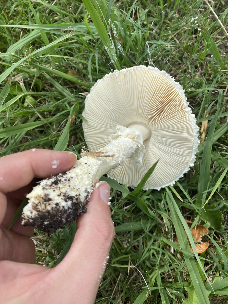 Amanita foetens · March 2024 · photo: © carancho (iNaturalist, cc-by)