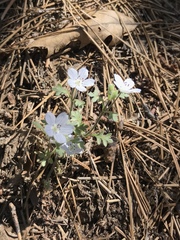 Nemophila menziesii