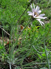 Tragopogon pterodes