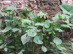 Pontederia sagittata