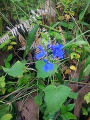 Salvia scutellarioides
