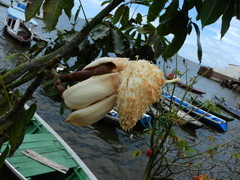 Pseudobombax munguba