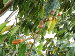 Pseudobombax munguba