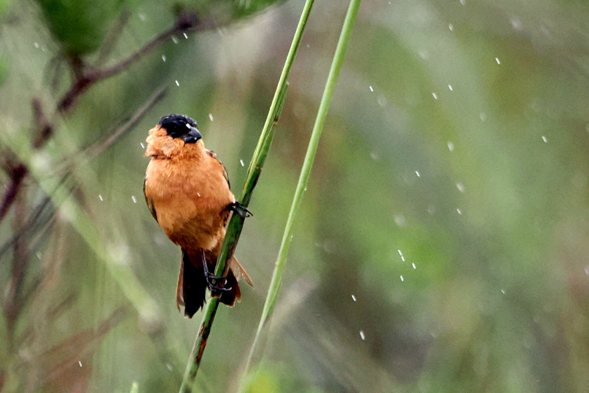 Copper Seedeater (Sporophila bouvreuil), photo 10