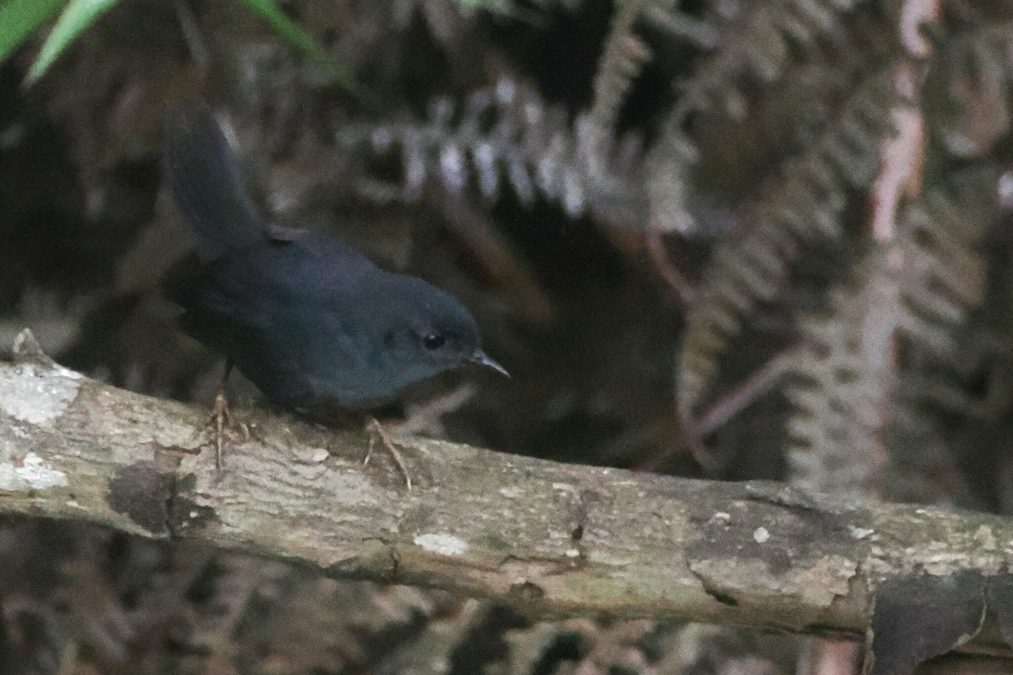 Diamantina Tapaculo (Scytalopus diamantinensis), photo 1