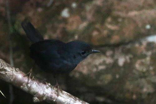 Diamantina Tapaculo (Scytalopus diamantinensis), photo 2