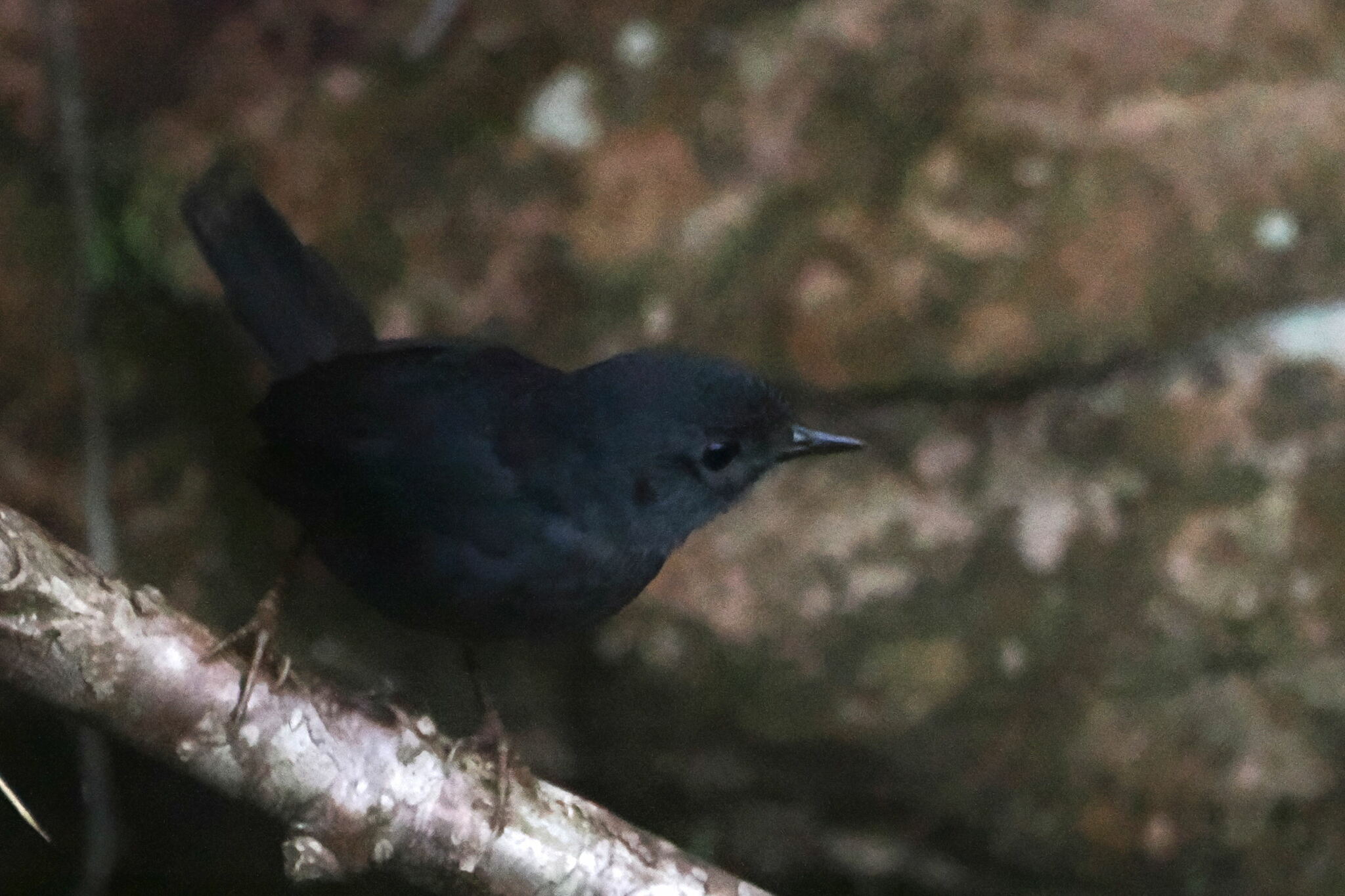 Diamantina Tapaculo (Scytalopus diamantinensis), photo 2