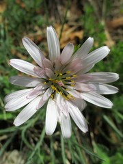 Tragopogon pterodes