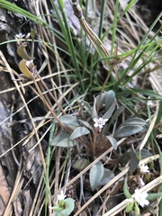 Claytonia parviflora viridis
