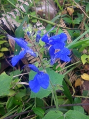 Salvia scutellarioides