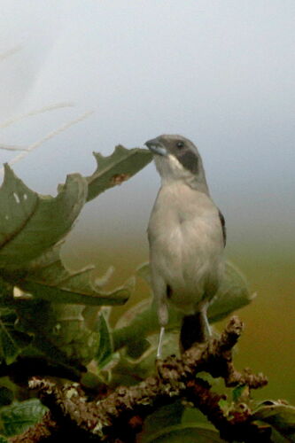 Shrike-like Tanager (Neothraupis fasciata), photo 4