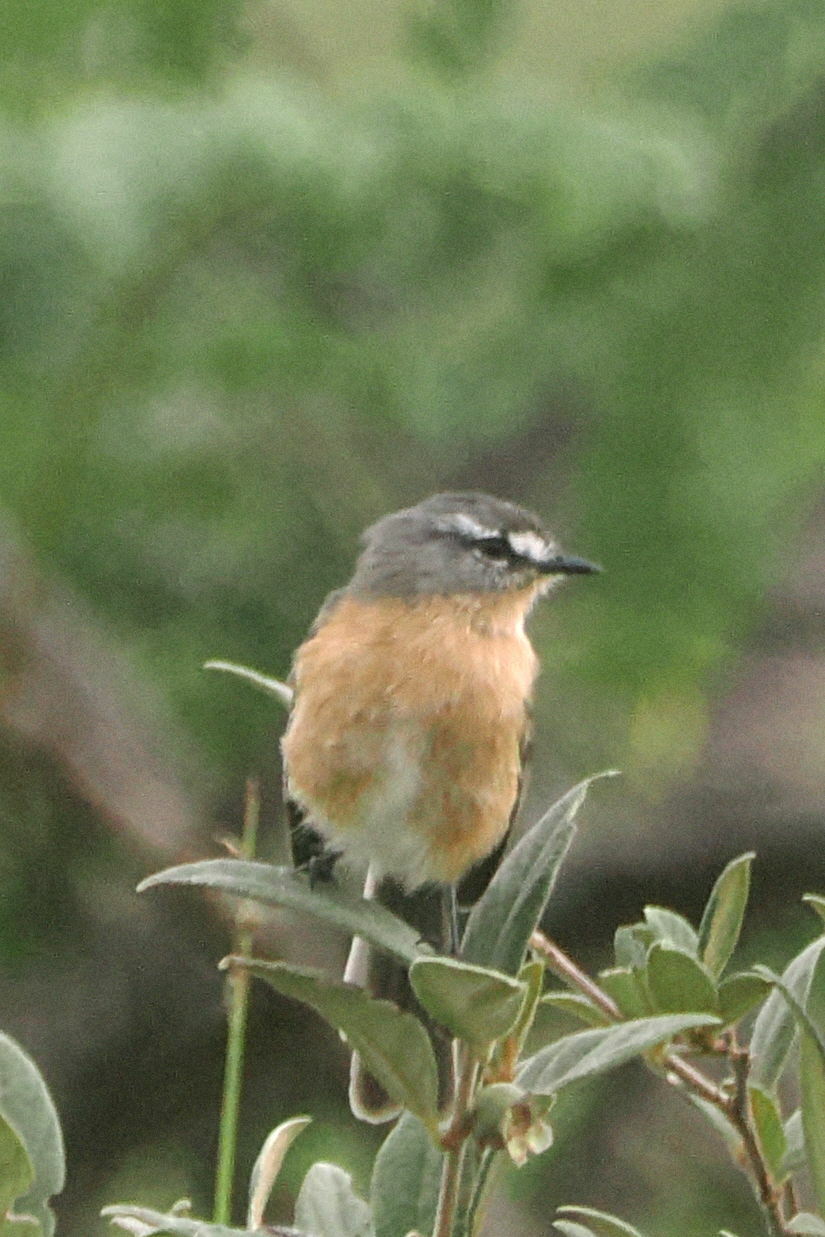 Grey-backed Tachuri (Polystictus superciliaris), photo 3