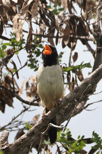 Black-throated Saltator (Saltatricula atricollis), photo 8