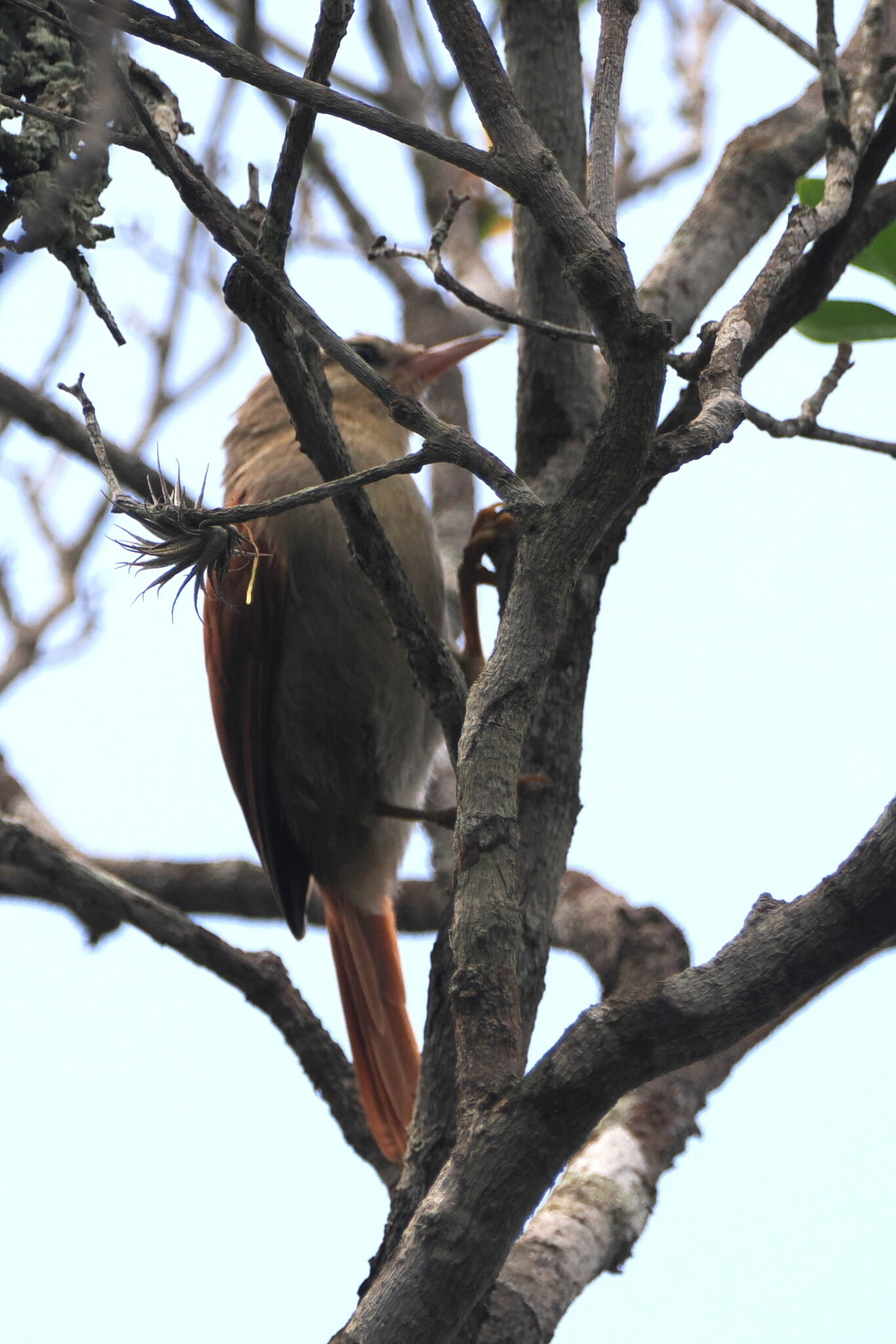 Grey-headed Spinetail (Cranioleuca semicinerea), photo 4
