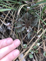 Claytonia parviflora viridis