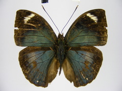 Bebearia barce maculata