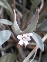 Claytonia parviflora viridis