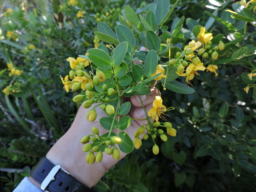 Senna corymbosa