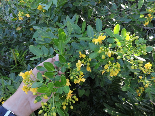 Senna corymbosa