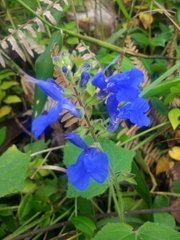 Salvia scutellarioides
