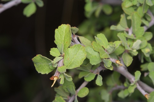 Image of Prunus havardii by (c) Michelle W. （鍾偉瑋）, some rights reserved (CC BY)