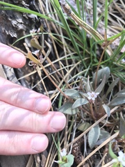 Claytonia parviflora viridis