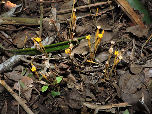 Image of Voyria aphylla by (c) Fabrício Mil Homens Riella, some rights reserved (CC BY)