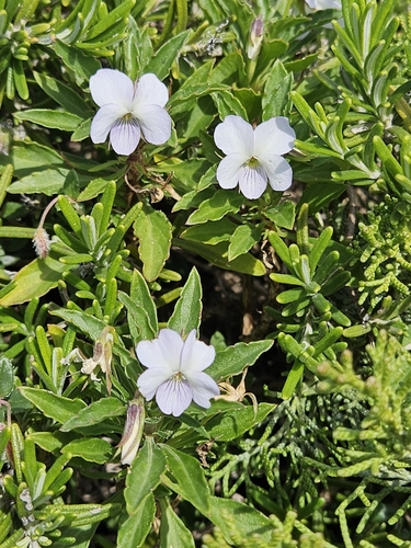 Image of Viola arborescens by (c) Alessia Guggisberg, some rights reserved (CC BY-SA)