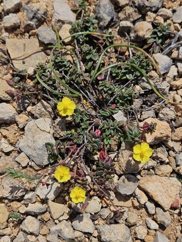 Image of Helianthemum marifolium by (c) Alessia Guggisberg, some rights reserved (CC BY-SA)