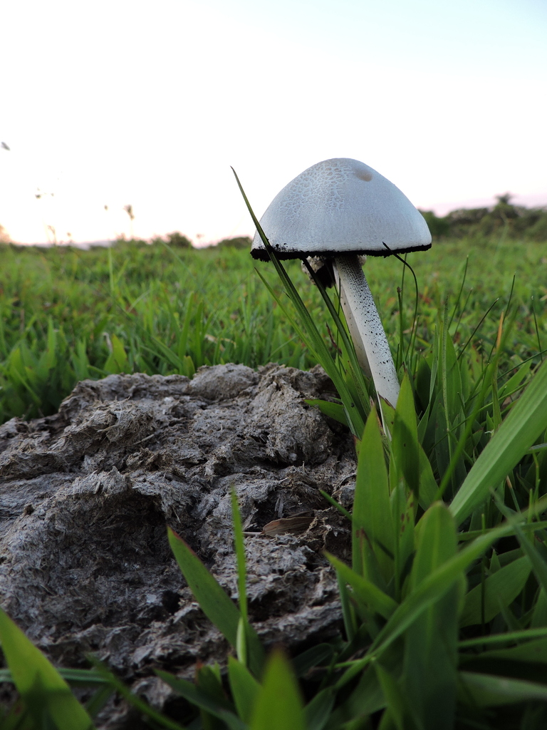 Panaeolus antillarum · April 2024 · photo: © bariza (iNaturalist, cc-by)
