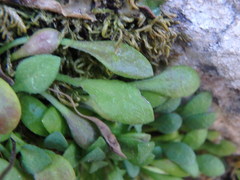 Bellium bellidioides