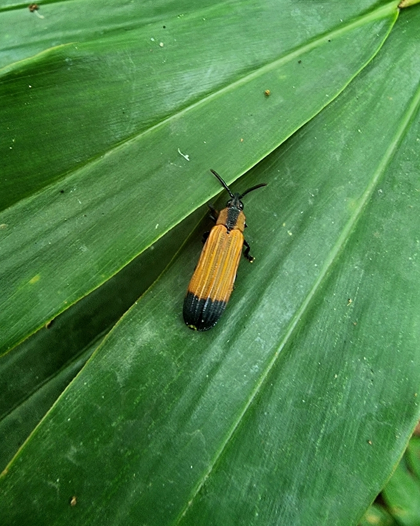 Cryptonychus