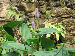Pontederia sagittata