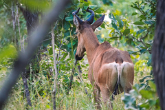 Alcelaphus buselaphus lichtensteinii