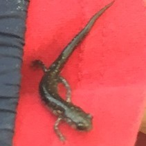 Plethodon chlorobryonis