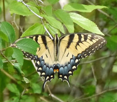 Papilio glaucus glaucus