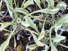 Hesperevax sparsiflora
