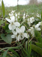 Viola alba