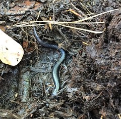 Plethodon chlorobryonis