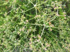 Eriogonum fasciculatum fasciculatum