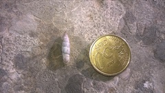 Leucostigma candidescens