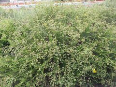 Eriogonum fasciculatum fasciculatum